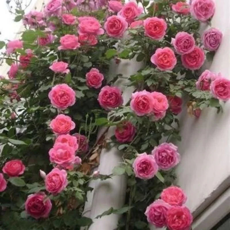 Climbing Vine Rose Flower Seeds