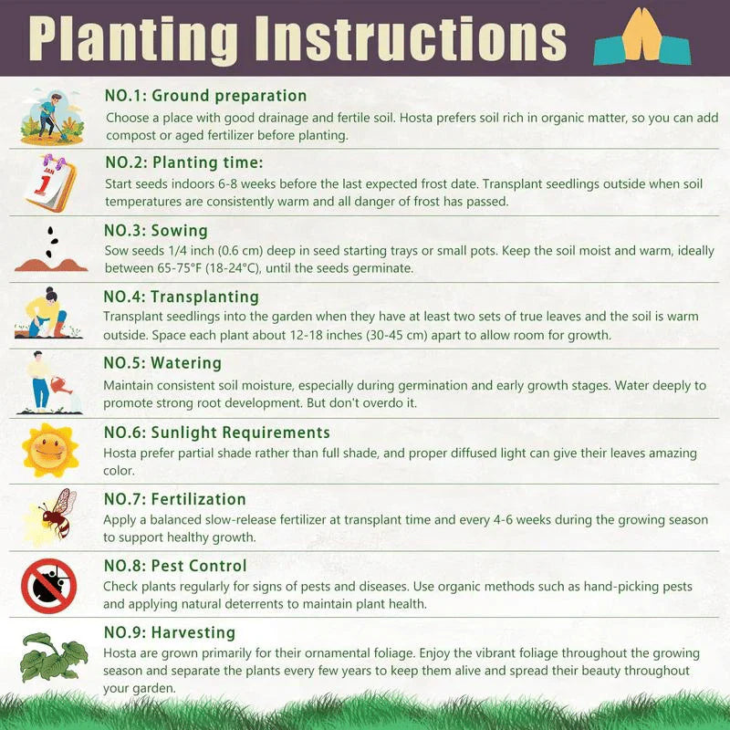 Rare Coleus Seeds - Rare & Unique Varieties š±(Pack of 500 Seeds)