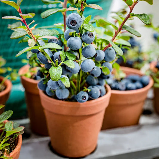Premium Exotic Giant Blueberry Seeds – Grow Your Own Superfood!