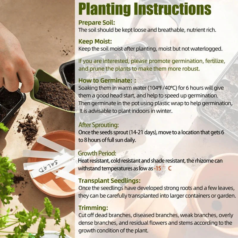 Rare Coleus Seeds - Rare & Unique Varieties 🌱(Pack of 500 Seeds)