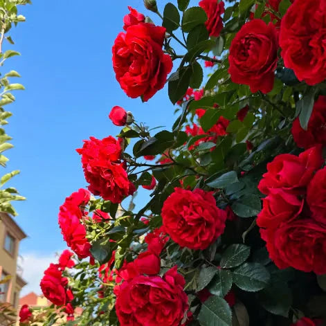 Climbing Vine Rose Flower Seeds