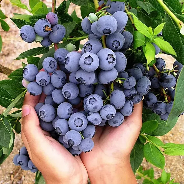 Premium Exotic Giant Blueberry Seeds – Grow Your Own Superfood!
