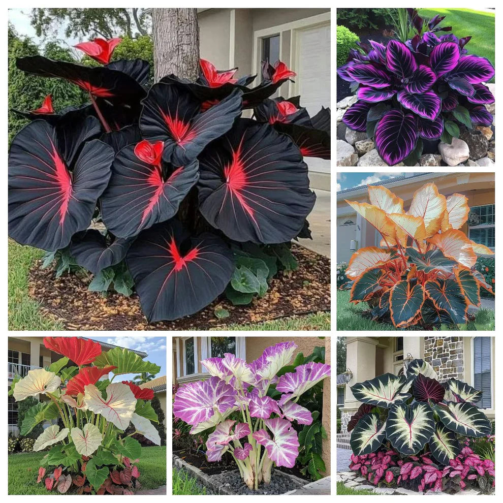 Rare Coleus Seeds - Rare & Unique Varieties 🌱(Pack of 500 Seeds)