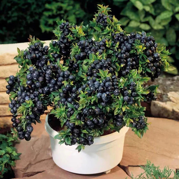 Premium Exotic Giant Blueberry Seeds – Grow Your Own Superfood!