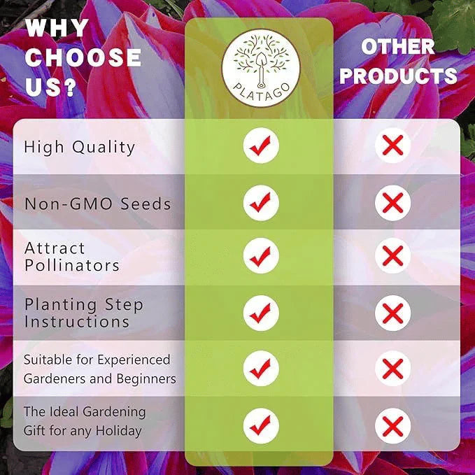 Rare Coleus Seeds - Rare & Unique Varieties 🌱(Pack of 500 Seeds)