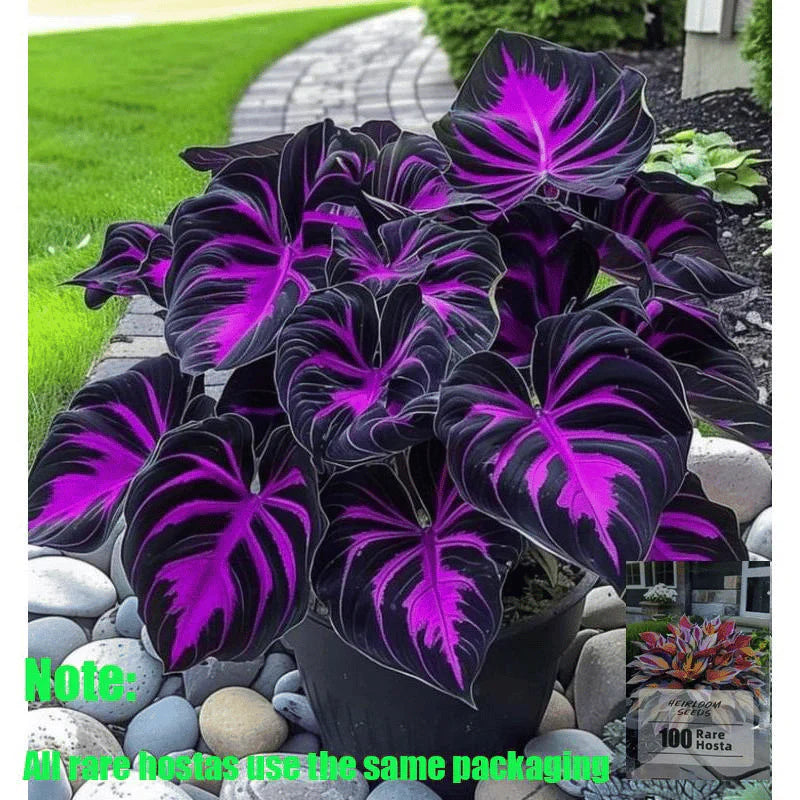 Rare Coleus Seeds - Rare & Unique Varieties 🌱(Pack of 500 Seeds)