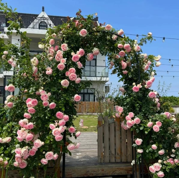 Climbing Vine Rose Flower Seeds